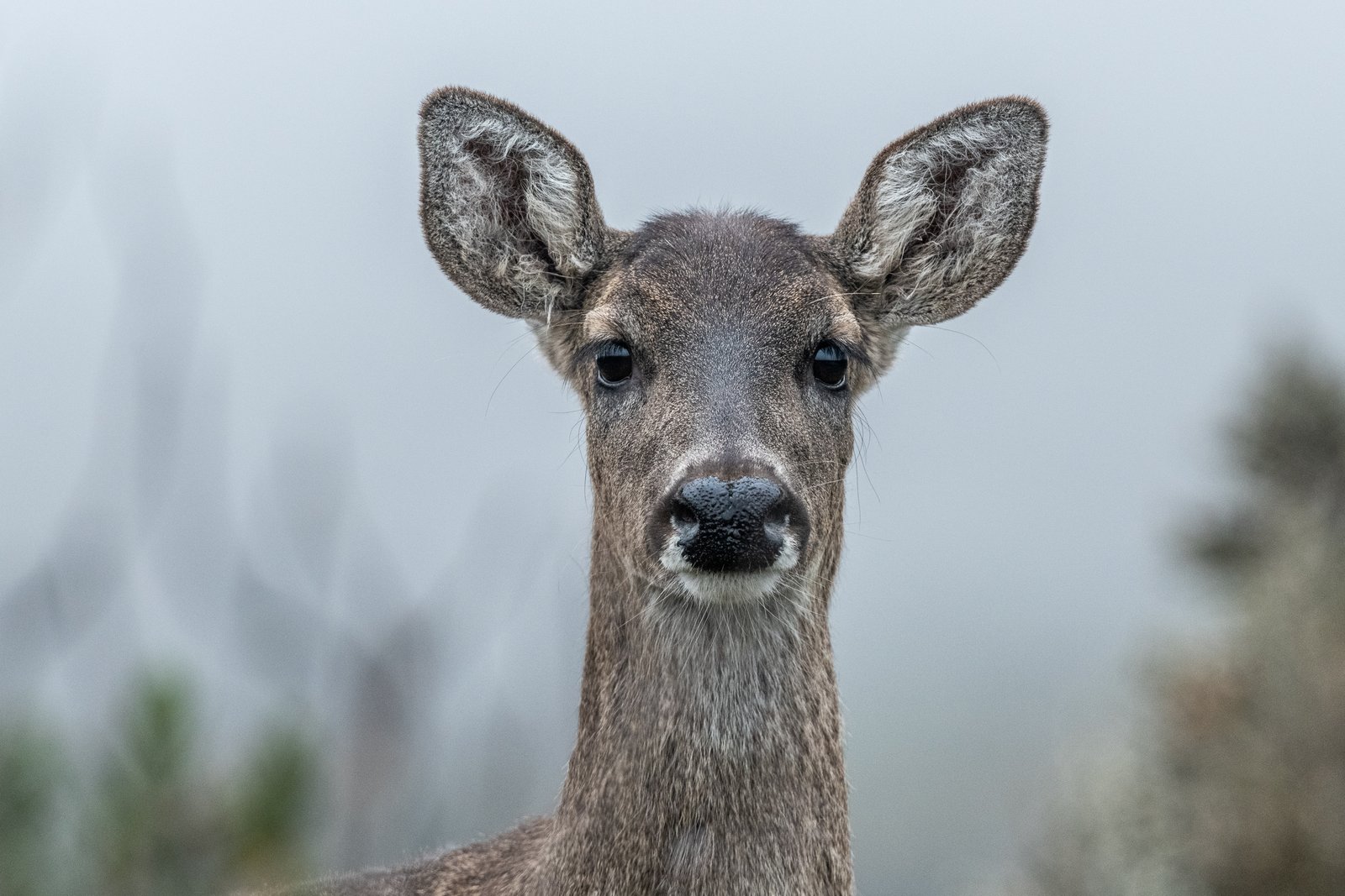 Venado de páramo mirando a cámara